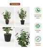 Green Natural-Look Artificial Plant with Black Pot