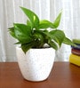 Natural Money Plant in White Round Dew Pot