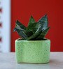 Natural Snake Skin Sanseveria Plant in Green Ceramic Pot