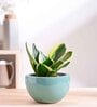 Nature's Hum Fat Extra Small Aqua Ceramic Planter