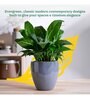 Nature's Hum Slim Extra Small Grey Ceramic Planter