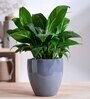 Nature's Hum Slim Extra Small Grey Ceramic Planter