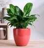 Nature's Hum Slim Extra Small Red Ceramic Planter