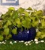 Navy Blue Ceramic Big Dot Bowl Planter