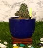 Navy Blue Ceramic Small V Cup Shape Flower Pot