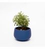 Navy Blue Clay Eco-Friendly Desk Planter (Set Of 2)