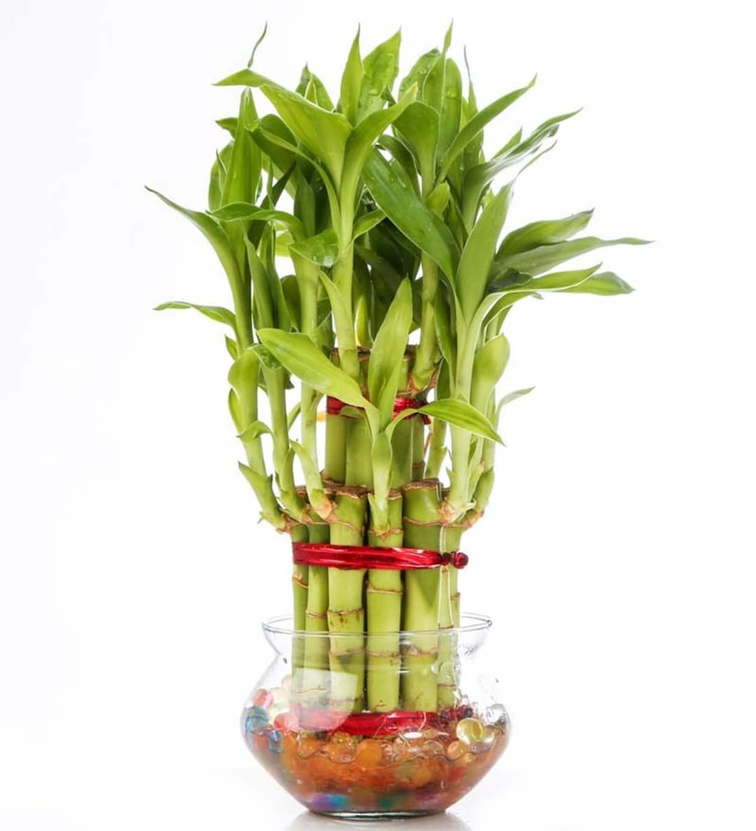 Buy Green Lucky Bamboo Two Layer Plant & Big Round Glass Pot by