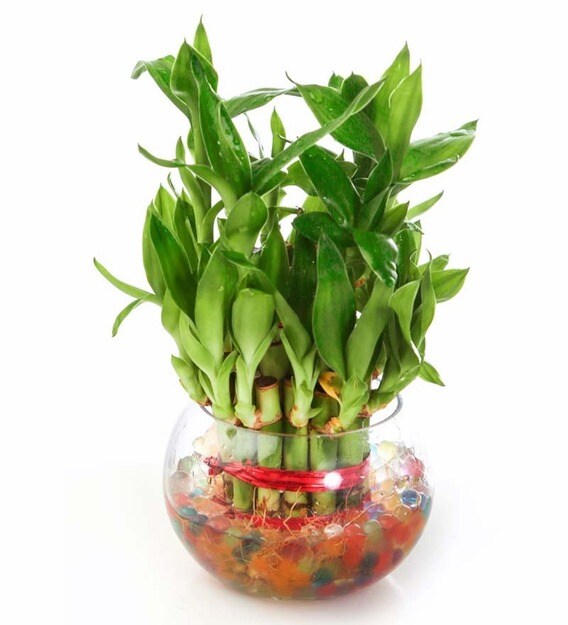 Buy GreenTwo Layer Lucky Bamboo Plant & Round Glass Pot by Nurturing