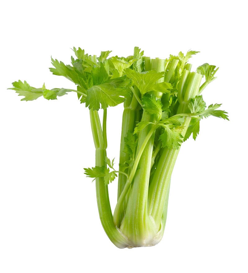 Buy Nurturing Green Celery Seeds Online - Seeds - Seeds - Pepperfry