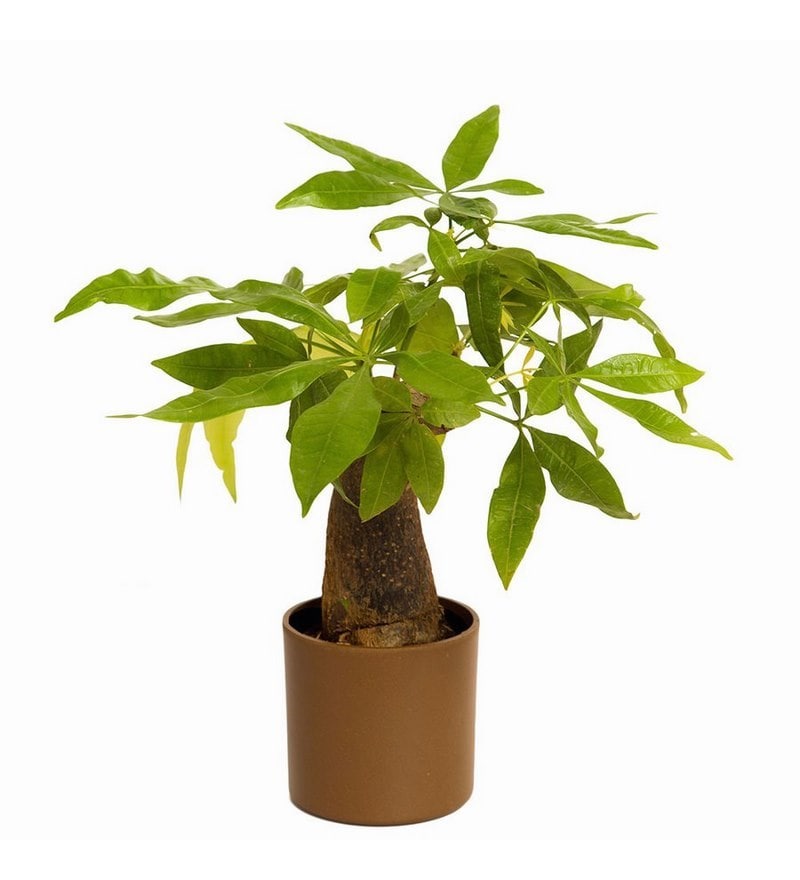 Buy Nurturing Green Indoor Plant Money Tree Single Online