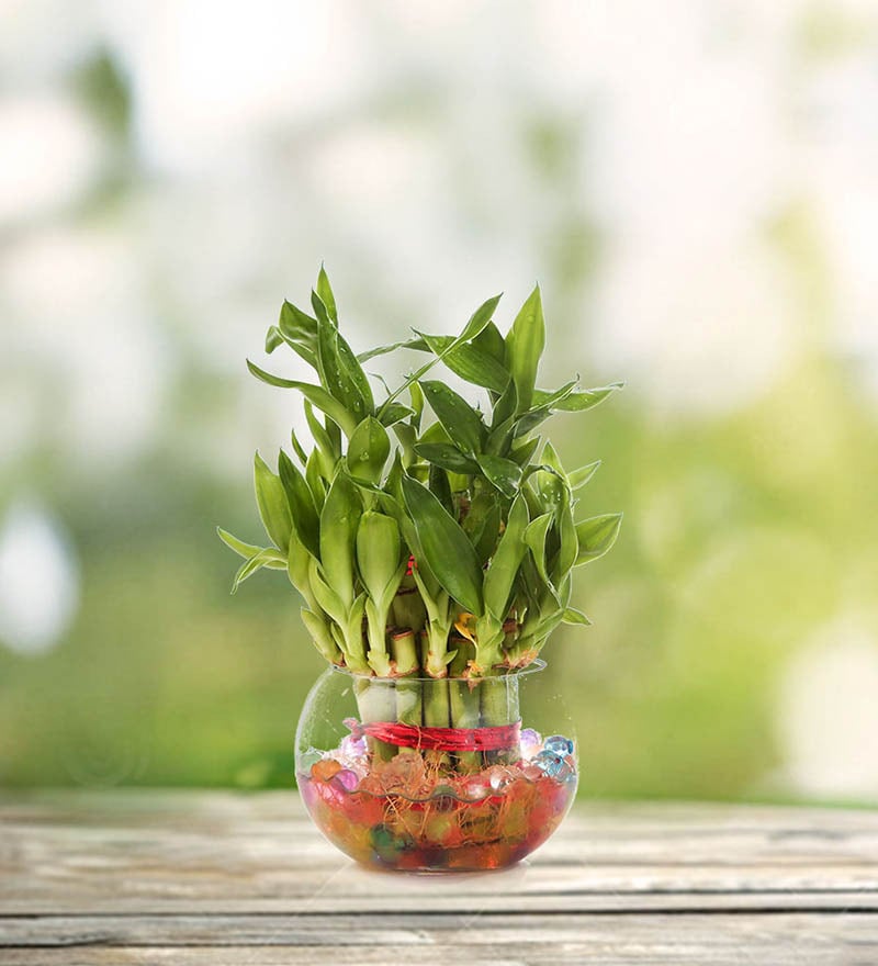 Buy Two Layer Lucky Bamboo Plant Round Glass Pot  by 