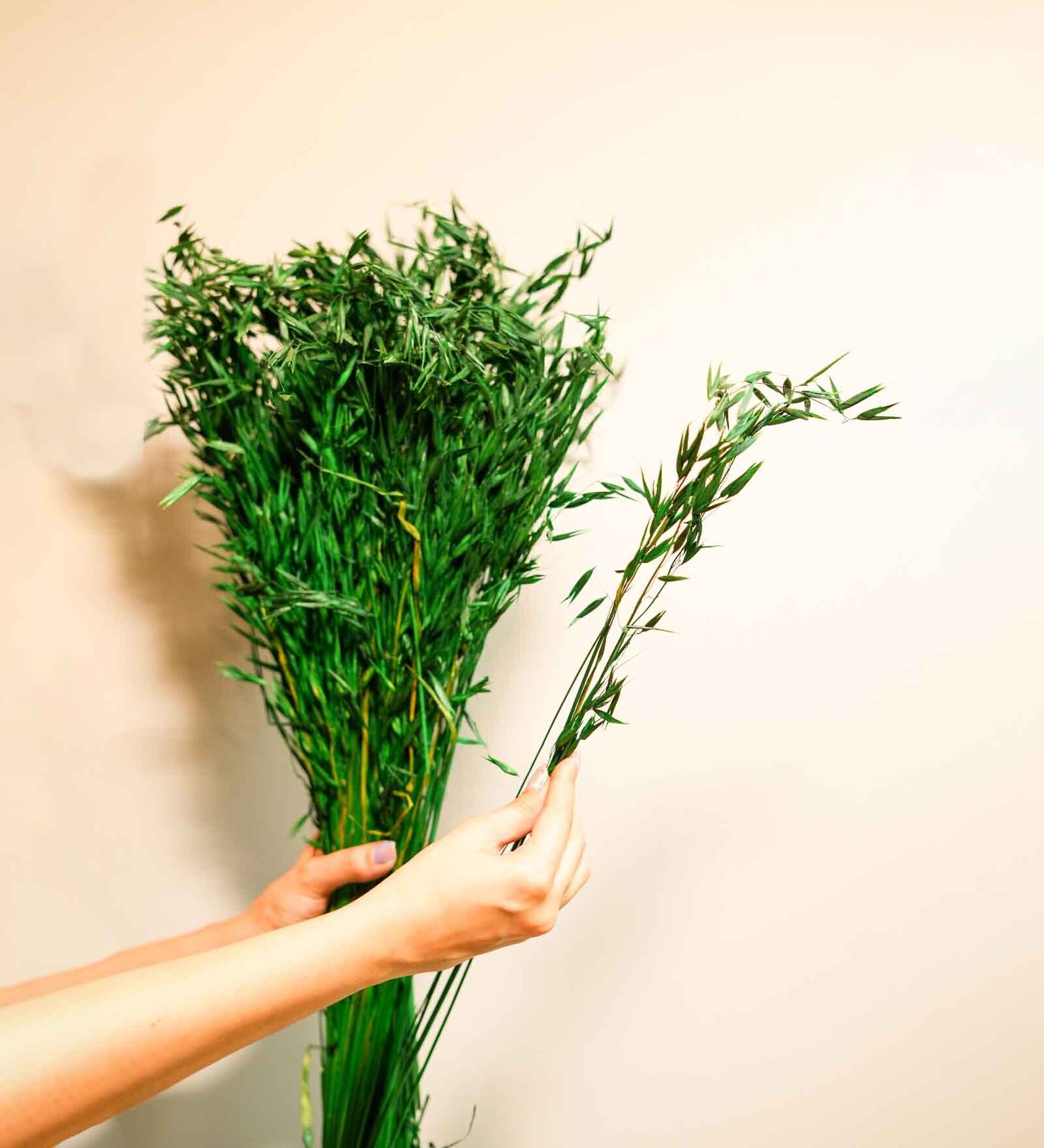 Oats Havana Green  50 Oats Grass Stems Natural Dried Flowers