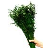 Oats Havana Green  50 Oats Grass Stems Natural Dried Flowers