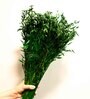 Oats Havana Green  50 Oats Grass Stems Natural Dried Flowers
