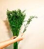 Oats Havana Green  50 Oats Grass Stems Natural Dried Flowers