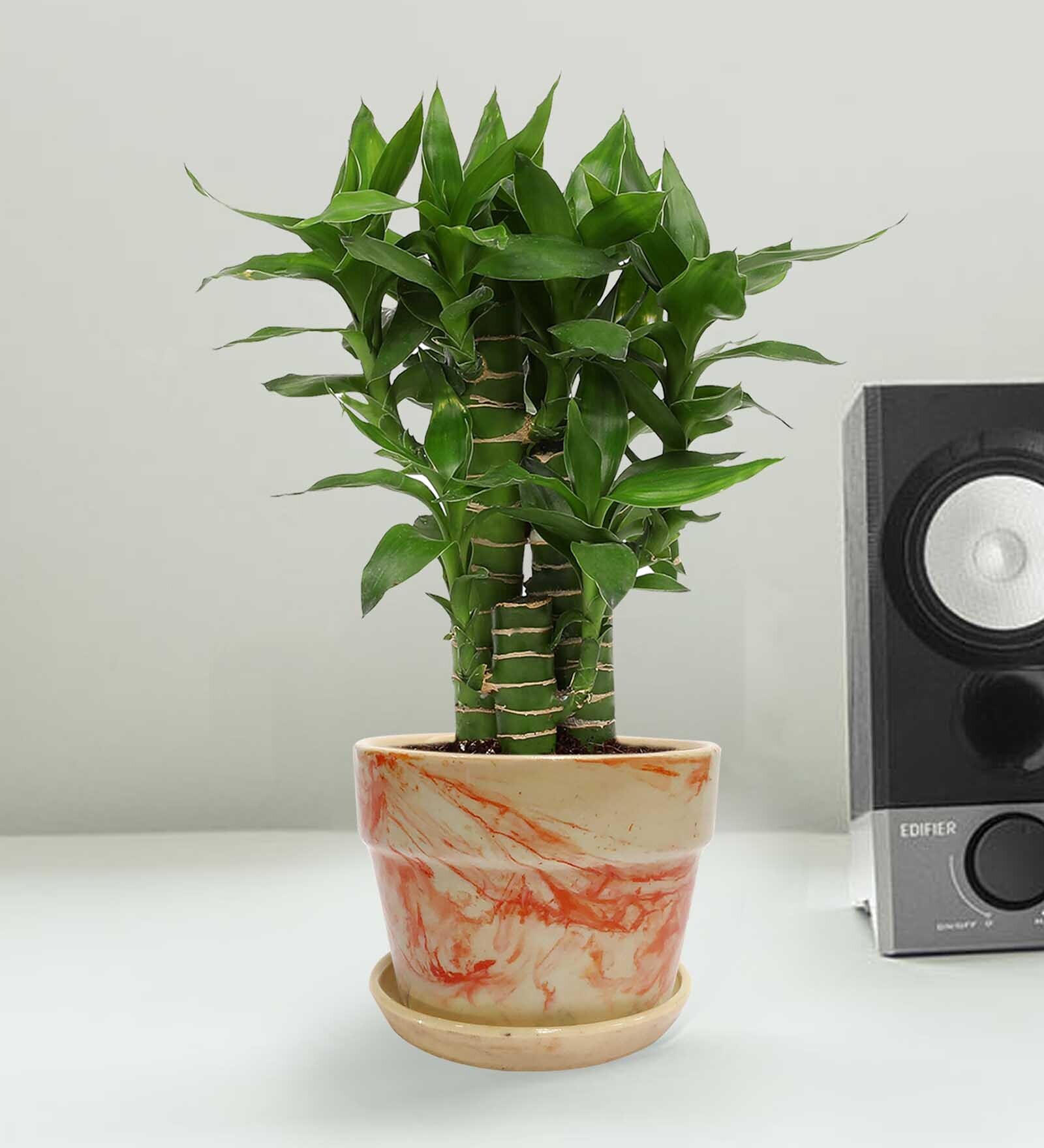 Orange Ceramic Designer Planters