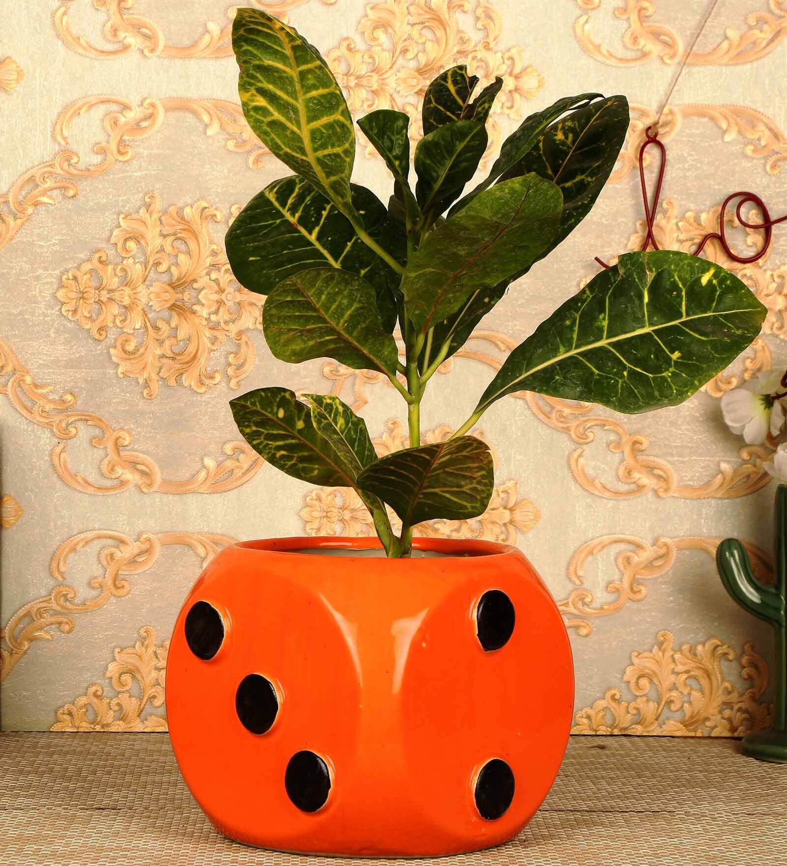 Orange Ceramic Ludo Dana Shape Big Desk Pot