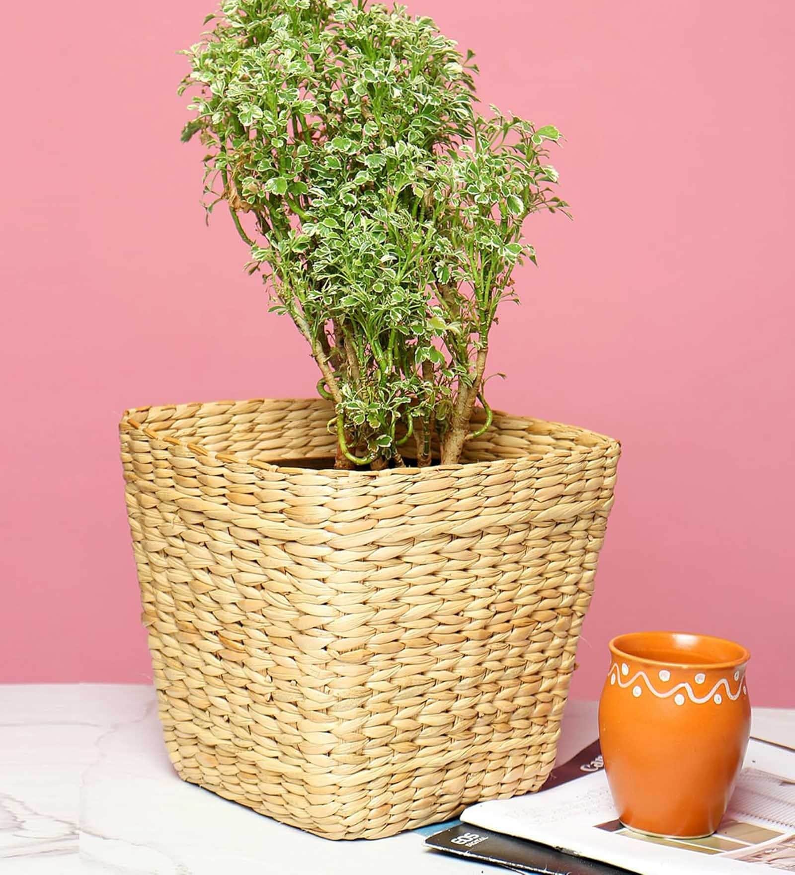 (1Pc) Beige Seagrass Handwoven Multipurpose Planter & Storage Basket