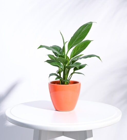 Orange Ceramic Apple Shape Desk Pot Planter by Ugaoo