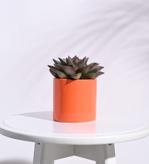 Orange Ceramic Pipe Shape Desk Pot Planter by Ugaoo