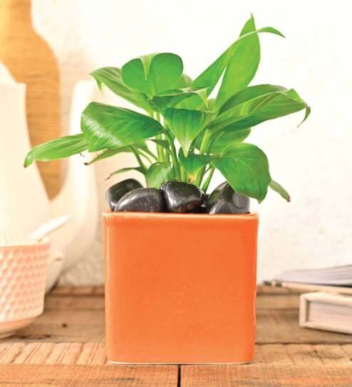 Orange Ceramic Square Shape Desk Pot Planter