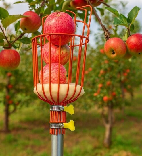 Orange Professional Fruit Harvester Basket
