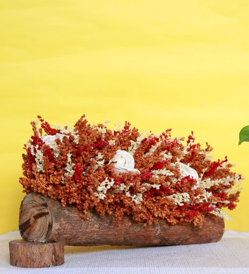 Orange Sola Natural Dried Flowers On Wooden Bark