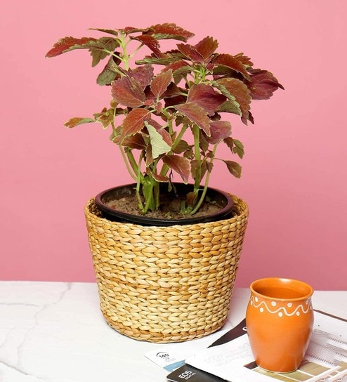 (1Pc) Beige Kouna Grass Handwoven Multipurpose Planter & Storage Basket