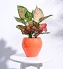Orange Ceramic Apple Shape Desk Pot Desk Pot
