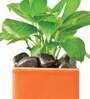 Orange Ceramic Square Shape Desk Pot Planter