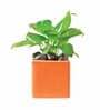 Orange Ceramic Square Shape Desk Pot Planter