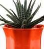 Orange Ceramic Star Shape Desk Pot Planter