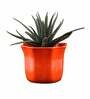 Orange Ceramic Star Shape Desk Pot Planter