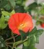 Orange Polyester Artificial Morning Glory Hanging Creeper Plant with Hanging Metal Stand