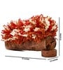 Orange Sola Natural Dried Flowers On Wooden Bark