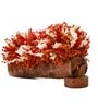 Orange Sola Natural Dried Flowers On Wooden Bark
