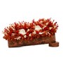 Orange Sola Natural Dried Flowers On Wooden Bark