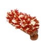 Orange Sola Natural Dried Flowers On Wooden Bark