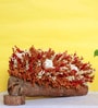 Orange Sola Natural Dried Flowers On Wooden Bark