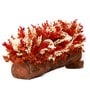 Orange Sola Natural Dried Flowers On Wooden Bark