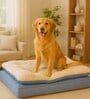 Orthopaedic Pillow Top Bed for Dogs