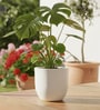 White Ovalo 12 Inch Large Ribbed Plastic Planter