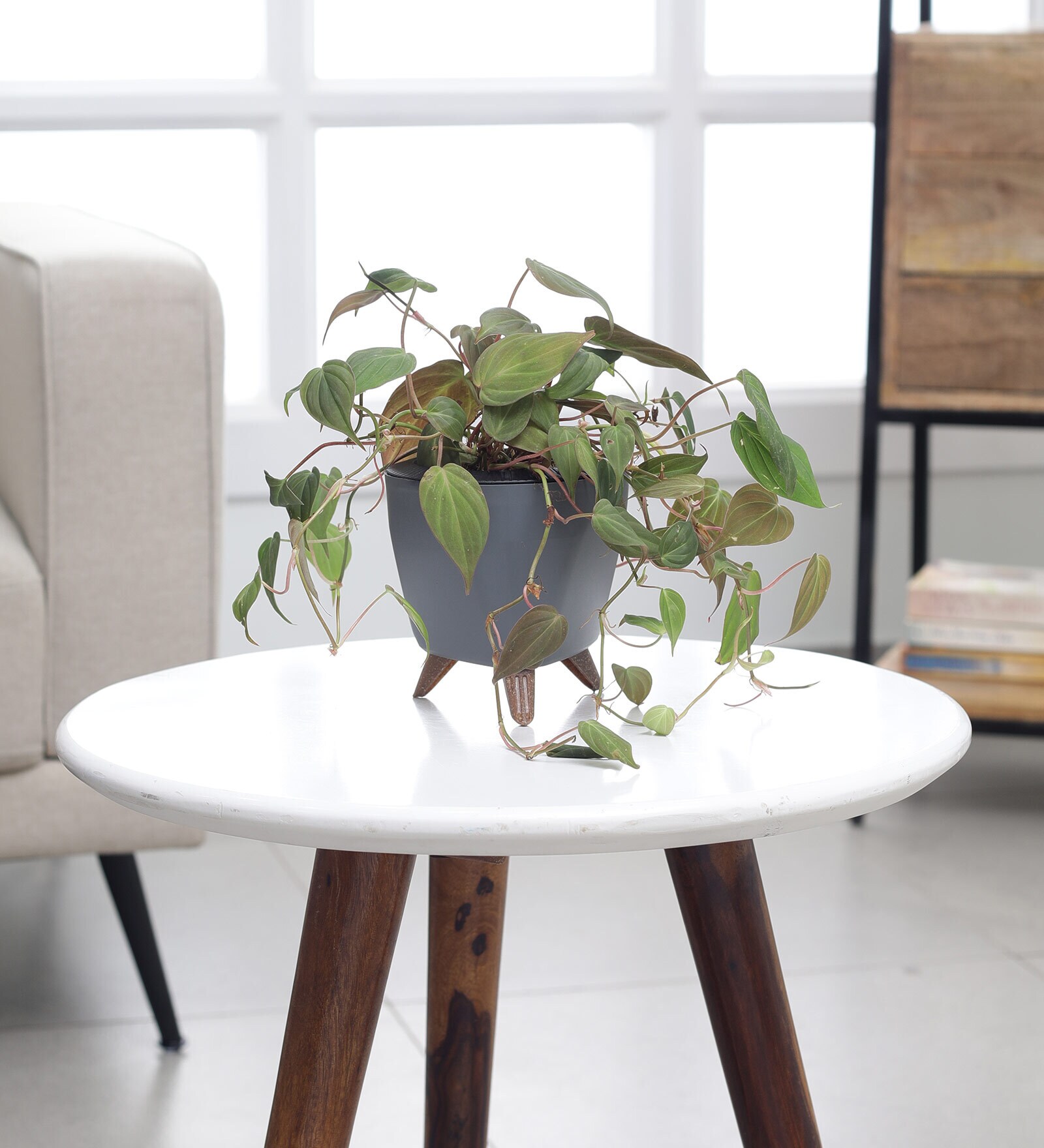 Oxycardium Black Plant With Lagos Grey Plastic Pot