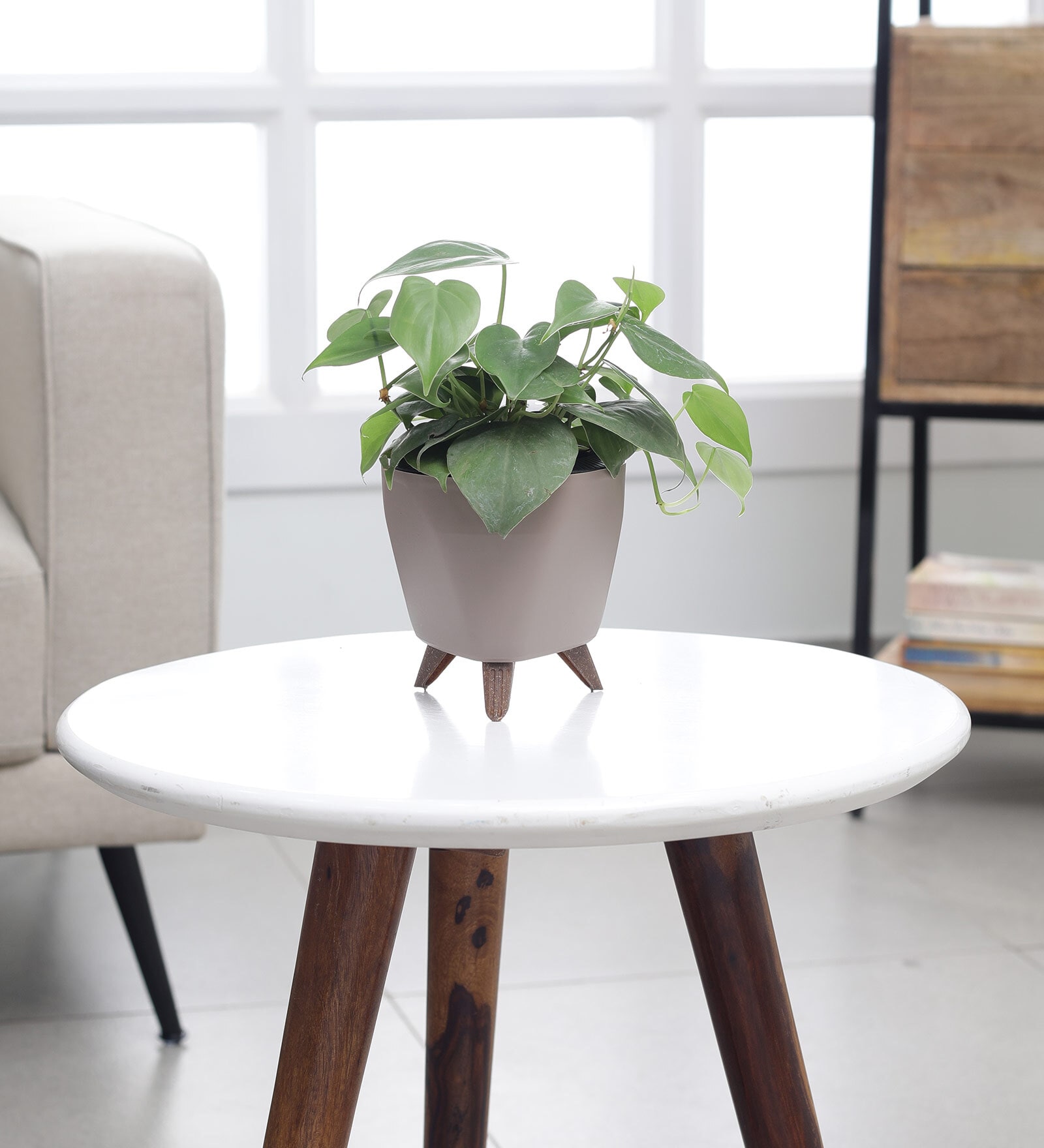 Oxycardium Green Plant With Lagos Mocca Plastic Pot