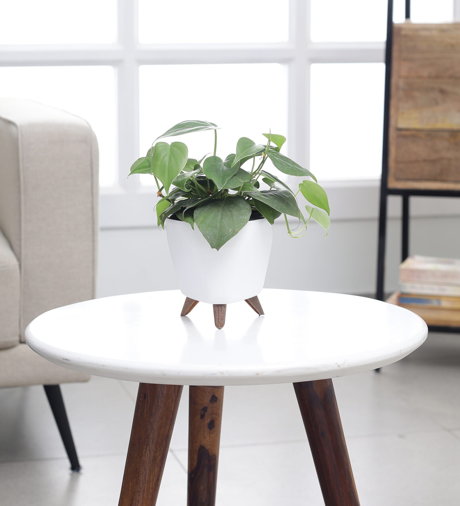 Oxycardium Green Plant With Lagos White Plastic Pot