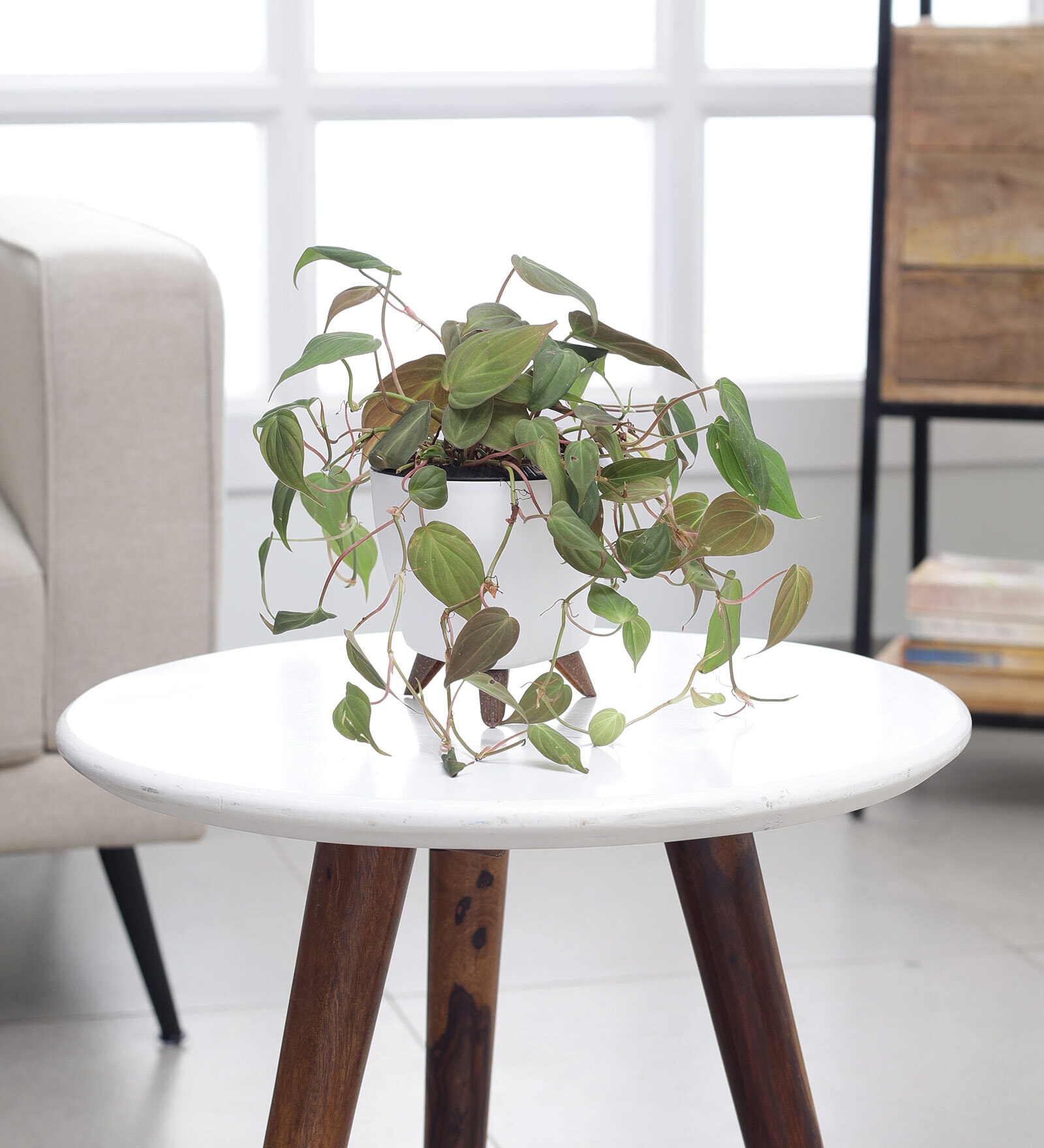 Oxycardium Black Plant With Lagos White Plastic Pot