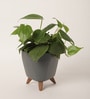 Oxycardium Green Plant With Lagos Grey Plastic Pot