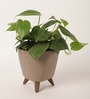 Oxycardium Green Plant With Lagos Mocca Plastic Pot