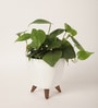 Oxycardium Green Plant With Lagos White Plastic Pot