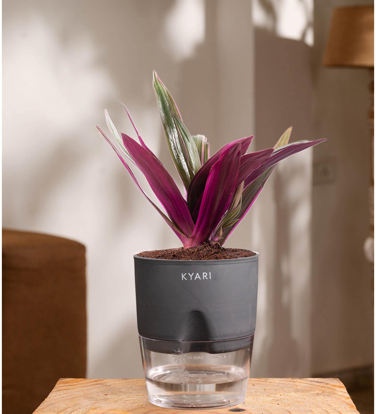 Oyster Plant With Self Wateringing 4Inch Pot- Grey